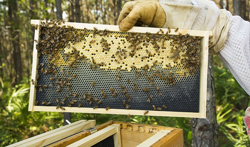 Bee Keeping