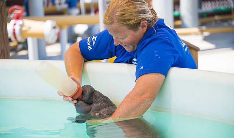 Manatee feeding
