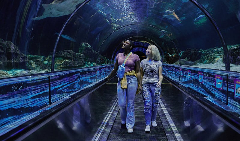 Sharks underwater tunnel