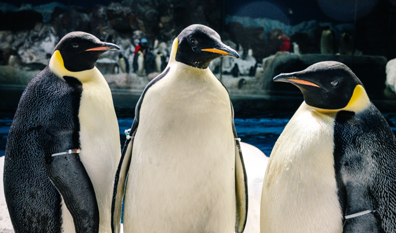 Emperor Penguins