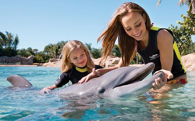 Discovery Cove Dolphin Swim