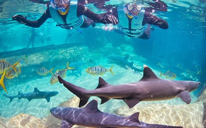 Discovery Cove Shark Swim