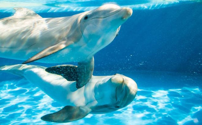 Baby Dolphins