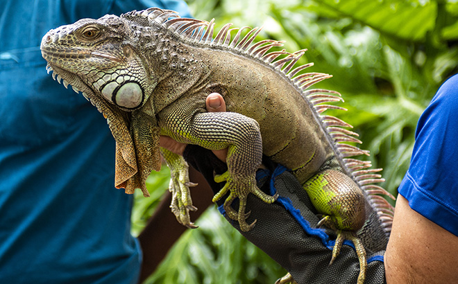 Green iguana