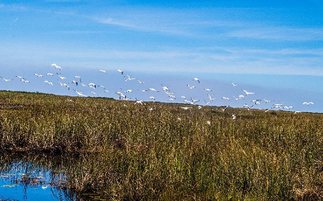 Everglades