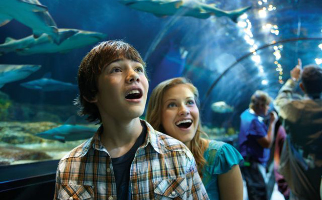 SeaWorld Orlando Shark Encounter