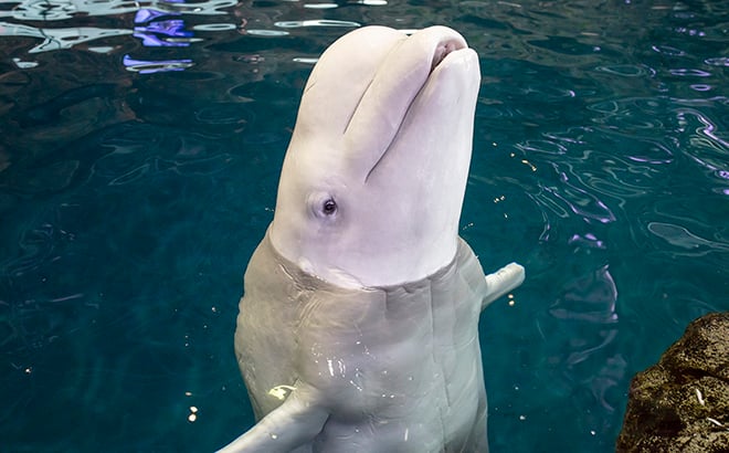 Beluga Whale (Grayson) at Wild Arctic