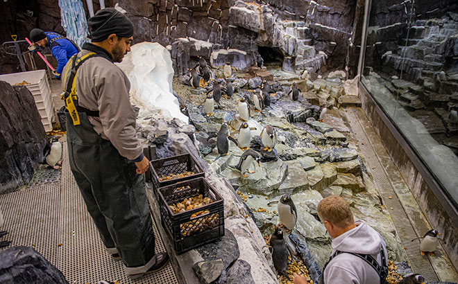 Penguins Nesting Season