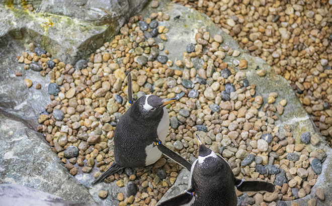 Penguins Nesting Season