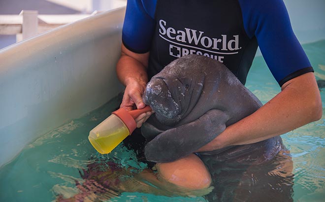 Manatee Feeding