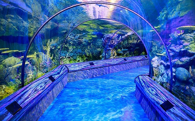Sharks Encounter Tunnel