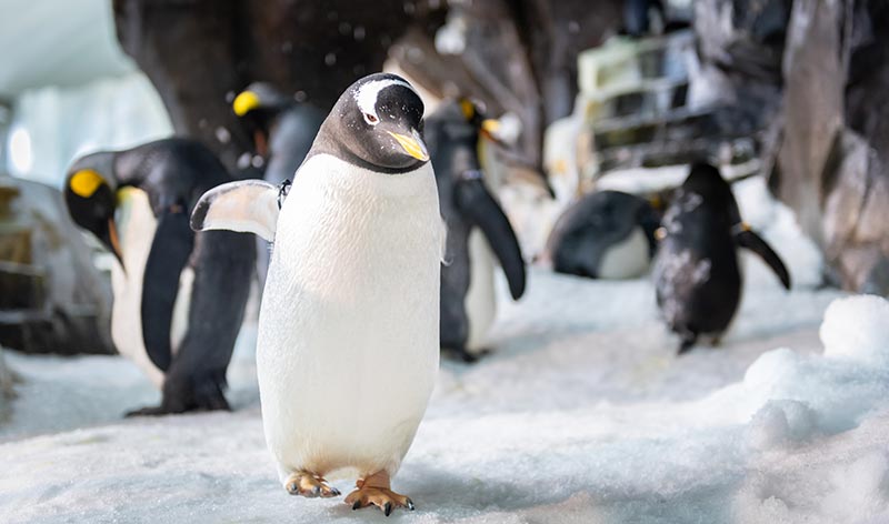 Penguins