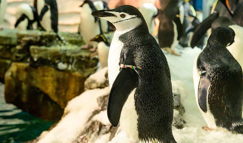 Penguins