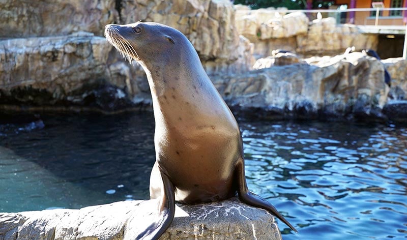 Sea Lion