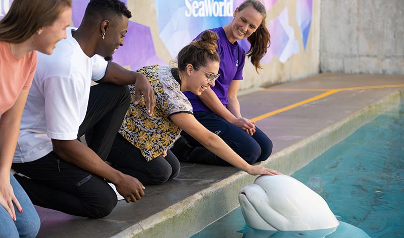 Beluga Interaction