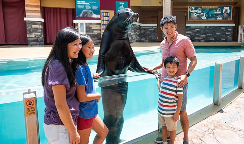 SeaWorld VIP Tour Meet a seal lion