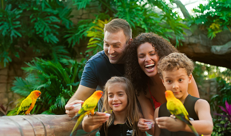 Discovery Cove Aviary