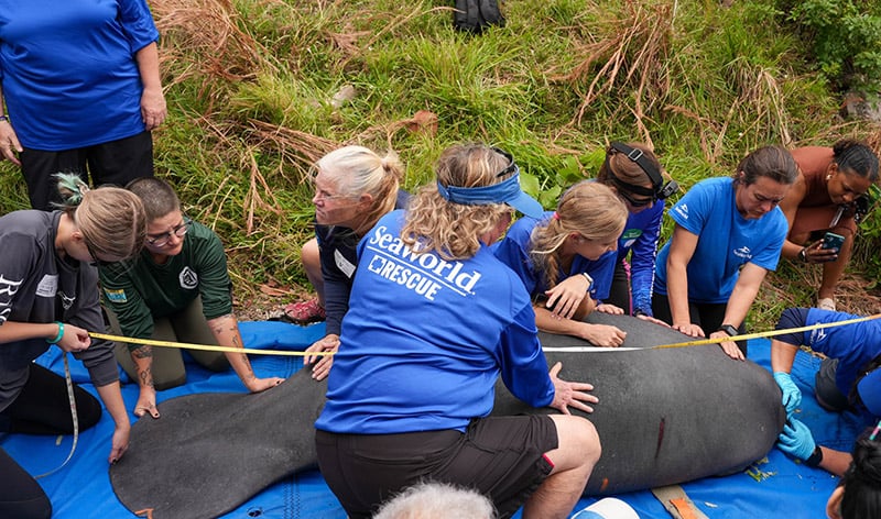 Manatee rescue