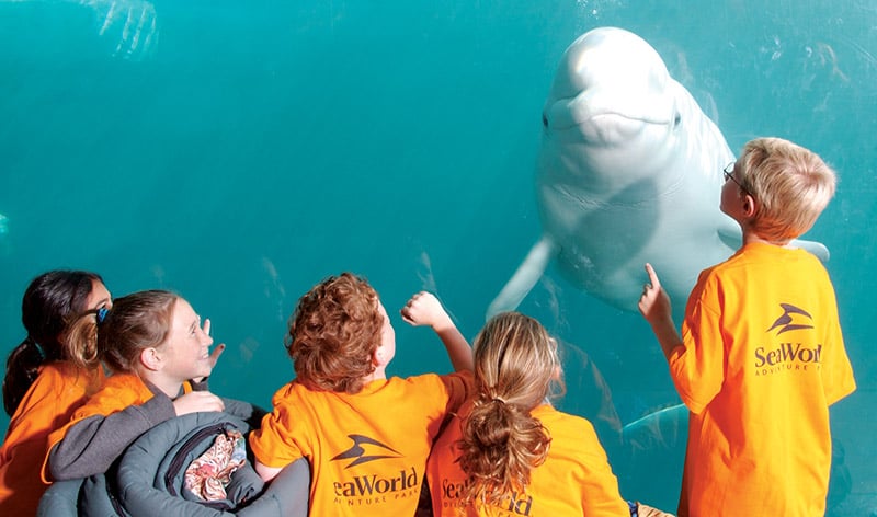 Campers at beluga underwater viewing