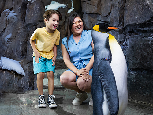 Penguin Up Close2
