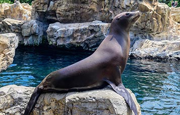 SeaWorld Orlando Sea Lion