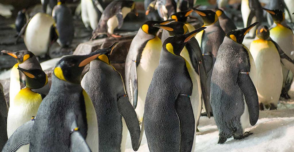 Antarctica: Empire of the Penguin