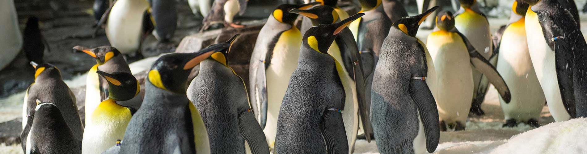 Antarctica: Empire of the Penguin