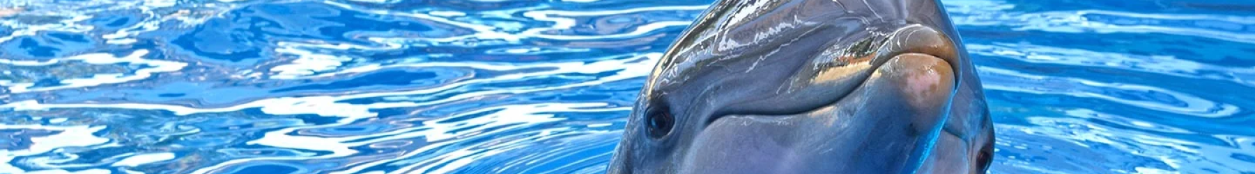 Dolphin Encounter