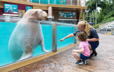 Walrus Encounter