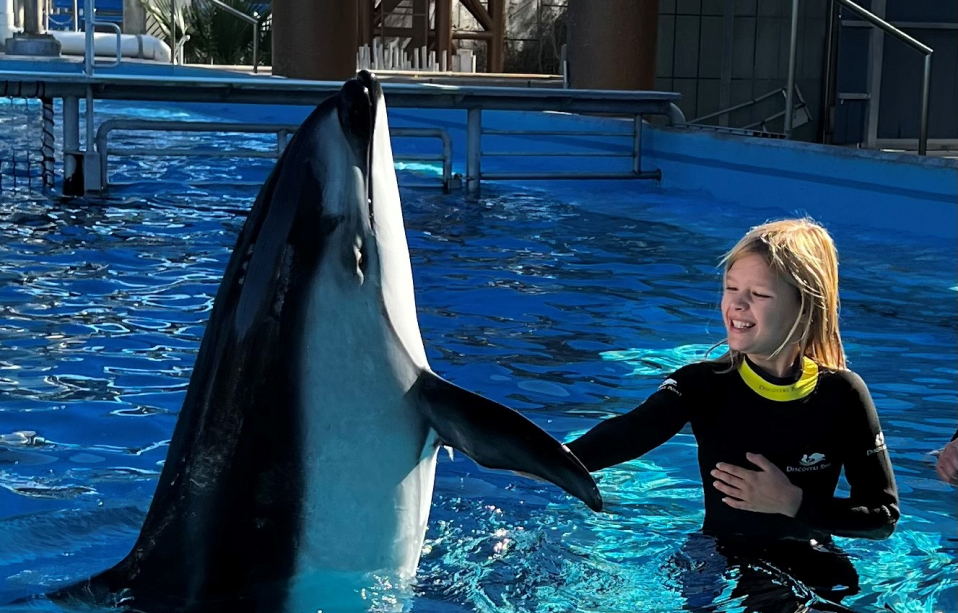 Guest having a Dolphin interaction at SeaWorld San Antonio.