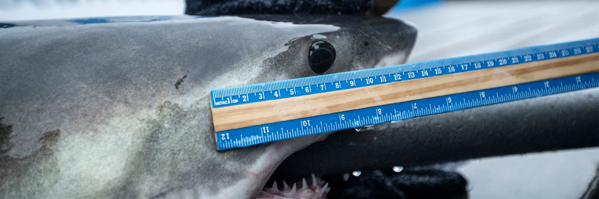 OCEARCH