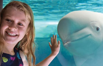 Beluga Tour