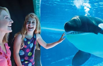Killer Whale Tour