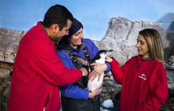 Penguin Encounter
