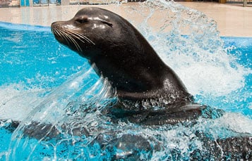 Sea Lion Tour