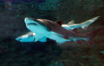 Shark Tour