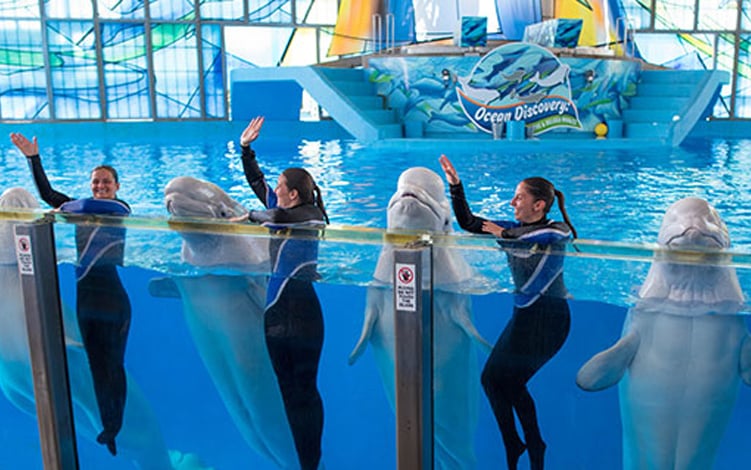 Shows at SeaWorld San Antonio