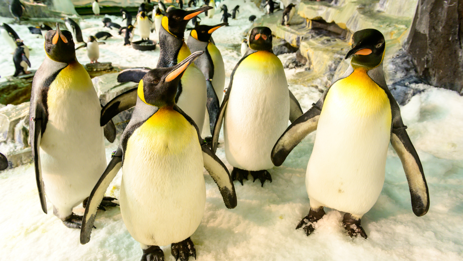 A group of penguins