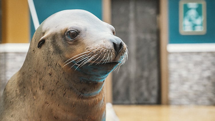 Sea lion