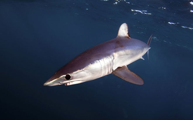 SeaWorld and Guy Harvey are working together to prevent shark finning.