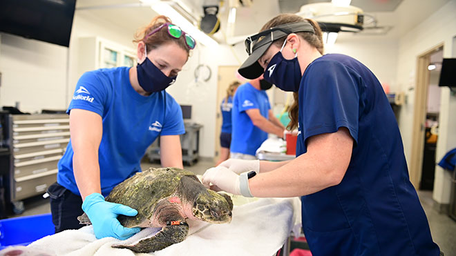 animal rescue at seaworld