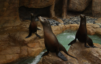 Sea Lions and Seals SeaWorld San Diego
