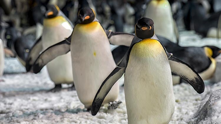 Penguins