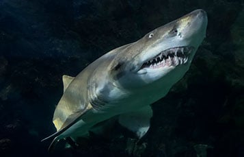 Sharks at SeaWorld San Diego