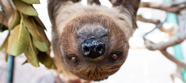 Sloth