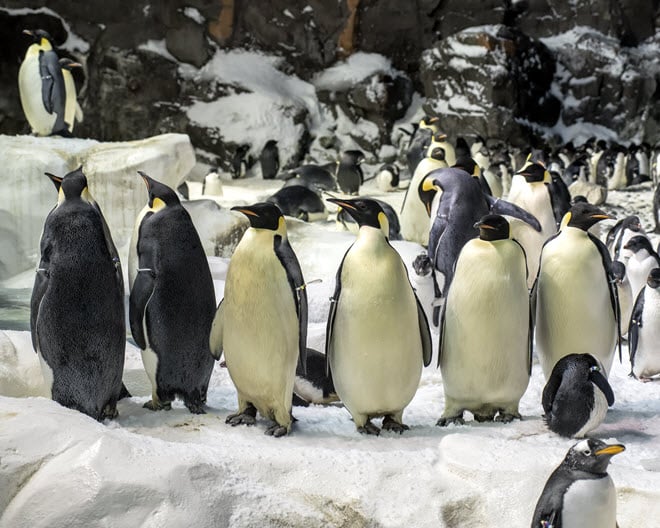 Penguin Encounter