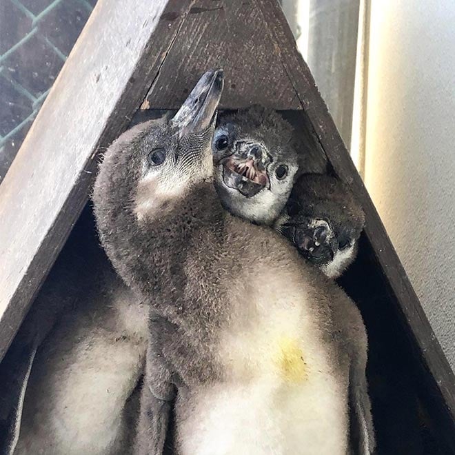 Humboldt Penguin Dads