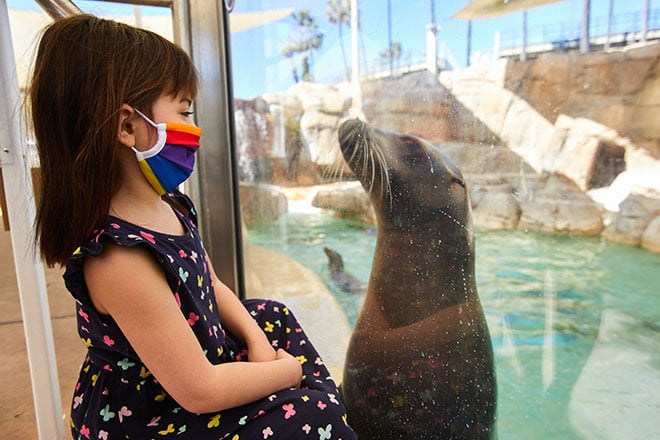 sea lion