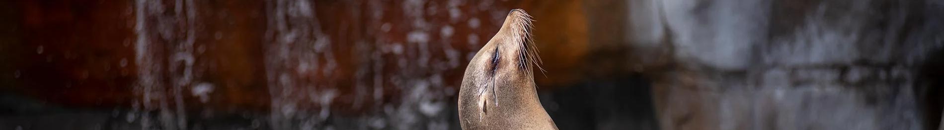 Sea Lion Up Close Encounter