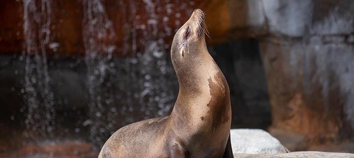 Sea Lion Up Close Encounter